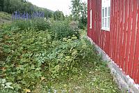 Og mye kvann utenfor kjøkkenvinduet