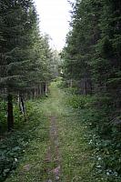 Vakkert ryddet vei ved sommerfjøsbrua