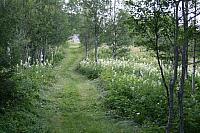 Nyslått vei ved smia, med blomstrende mjødurt på enga