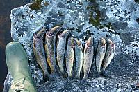 IMG_5802_25cm.jpg
