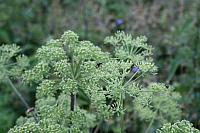 IMG_5821_25cm.jpg