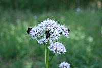 IMG_5825_25cm.jpg