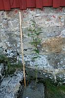 IMG_5830_25cm.jpg