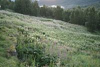 IMG_5852_25cm.jpg