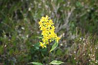 IMG_5914_25cm.jpg