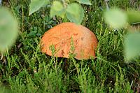 IMG_5915_25cm.jpg