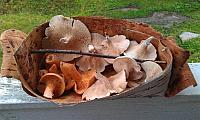 IMAG0146_25cm.jpg