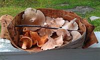 IMAG0146_25cm100dpi.jpg