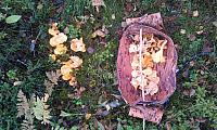 IMAG0154_25cm.jpg