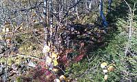 IMAG0165_25cm.jpg