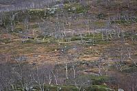 IMG_7000_25cm100dpi.jpg