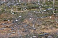IMG_7000_crop-25cm.jpg