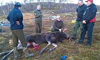Gammeloksen "Gustav"