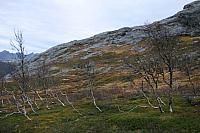 IMG_6928_25cm100dpi.jpg