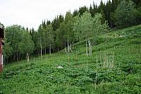 IMG_7627_25cm100dpi.jpg