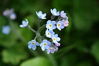IMG_7633_25cm100dpi.jpg