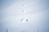 IMG_7216_25cm100dpi.jpg