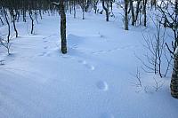 IMG_7226_25cm100dpi.jpg