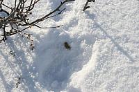 IMG_7234_25cm100dpi.jpg