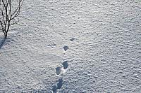 IMG_7235_25cm100dpi.jpg