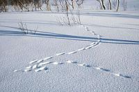 IMG_7237_25cm100dpi.jpg
