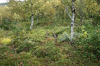 Inn i skogen før kraftlinja