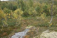 IMG_7921_25cm.jpg
