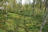 IMG_7928_25cm.jpg