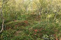 IMG_7932_25cm.jpg