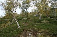 IMG_7934_25cm.jpg