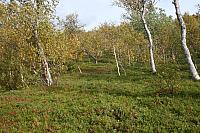 IMG_7944_25cm.jpg