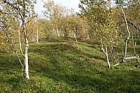 IMG_7946_25cm.jpg