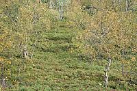 IMG_7948_25cm.jpg