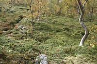 IMG_7954_25cm.jpg