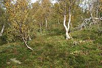 IMG_7955_25cm.jpg
