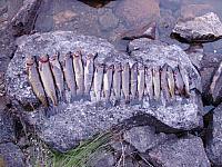 AlmenningsvannFangstRedDSC02941.jpg