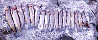 AlmenningsvannFangstUtsnRedDSC02941.jpg