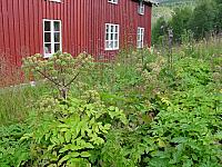 KvannFarmRedDSC02923.jpg