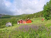 SommerBirkeli.JPG