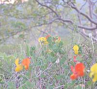 Juniflora